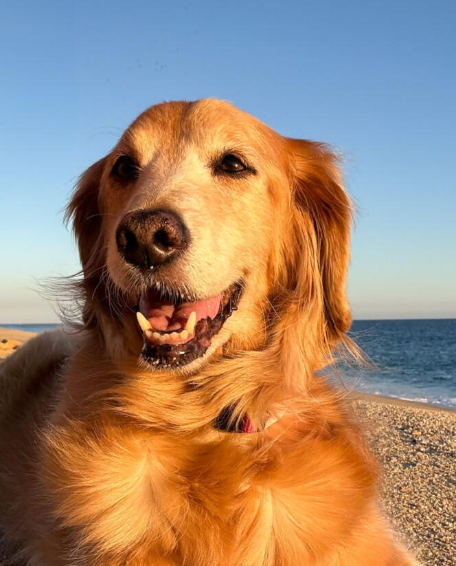 The Love of My Life Millie passed away 11/26